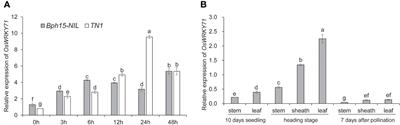 Knockout of OsWRKY71 impairs Bph15-mediated resistance against brown planthopper in rice